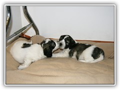 Kuesschen fuer Frodo von Silas