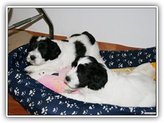 Nala und Aslan staunen