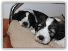 wer kann diesem Blicken widerstehen