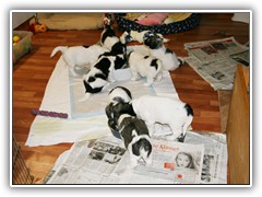 Wir haben immer Hunger