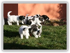 Wir versuchen alles_ um die Fruehblueher zu entfernen