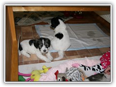 Zuckerschnecke Anouri