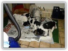 Raubtierfuetterung I