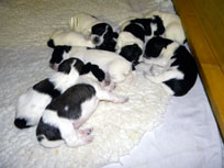 16.01.14 - Satt, mde und sehr leise.