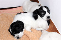 28.01.2014 - Gute Nacht !