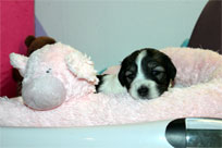 26.01.2014: Queen Anouri