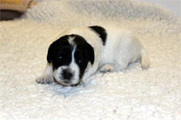 19.01.2014: Queen Holly