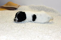 19.01.2014: Queen Holly