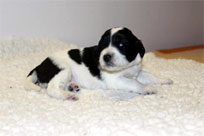 19.01.2014: Queen Nala