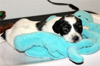 26.01.2014: Quillan Aslan