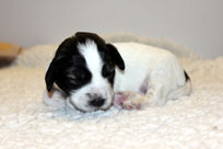 19.01.2014: Quillan Filou