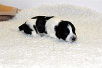 19.01.2014: Quillan Kaspian