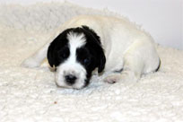 19.01.2014: Quillan Balou