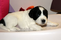 26.01.2014: Quillan Balou